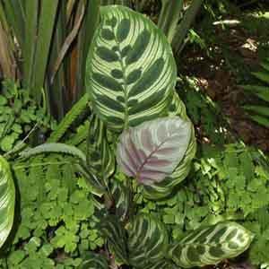 Peacock Plant (Calathea makoyana)