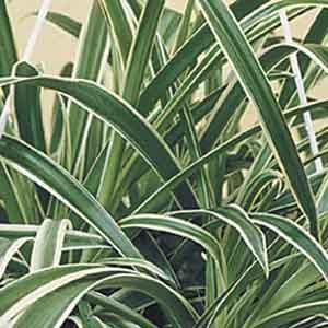 Spider Plant Indoors (Chlorophytum comosum)