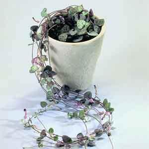 String of Hearts (Ceropegia woodii)