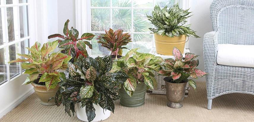 Red Aglaonema - Plant Club | Geoponics