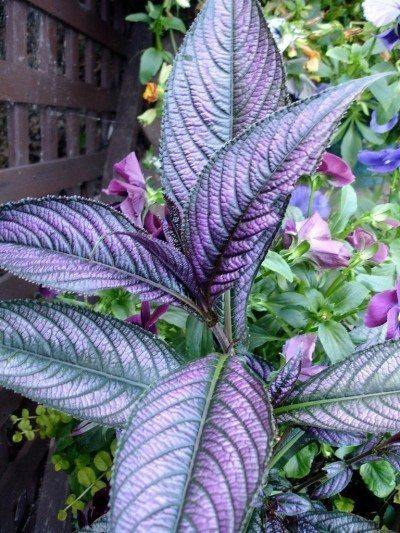 Strobilanthes - Plant Club | Geoponics