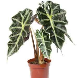 Alocasia Indoors (Alocasia amazonica)