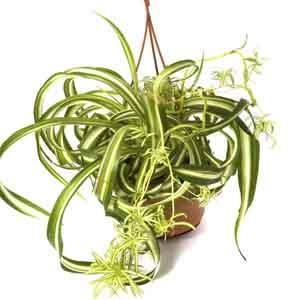 Curly Spider Plant 'Bonnie' (Chlorophytum comosum)