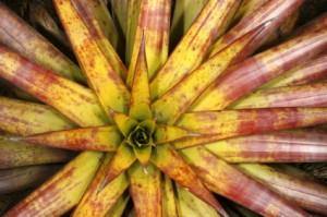 Cryptanthus, Pink