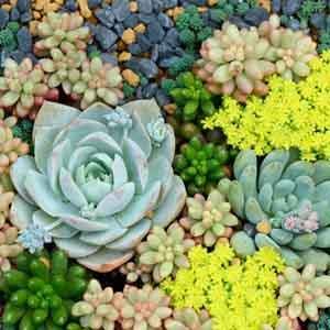 Succulents - Perennial