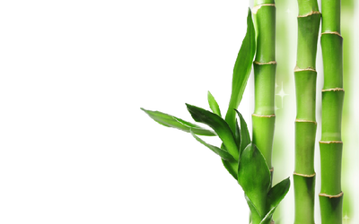 Lucky Bamboo FAQS