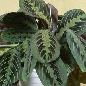 Prayer Plant (Maranta leuconeura)