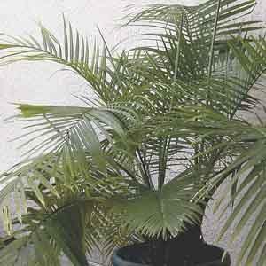 Majesty Palm (Ravenea rivularis)