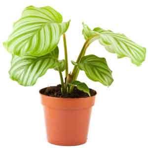 Calathea, Prayer Plant (Calathea fasciata) - Plant Club | Geoponics