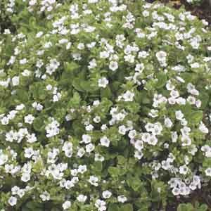 Alpine Baby's Breath (Gypsophila cerastoides) - Plant Club | Geoponics