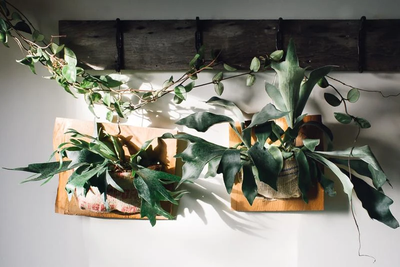 Staghorn Fern