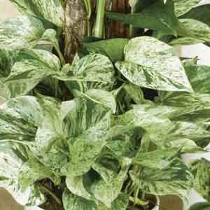 Pothos 'Marble Queen' (Epipremnum aureum)