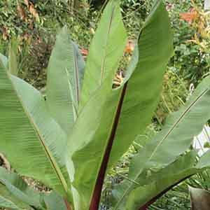 Ensete, Abyssinian Banana (Ensete ventricosum)