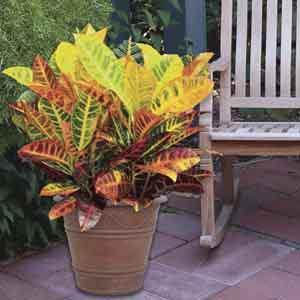 Croton 'Petra' (Codiaeum variegatum) - Plant Club | Geoponics