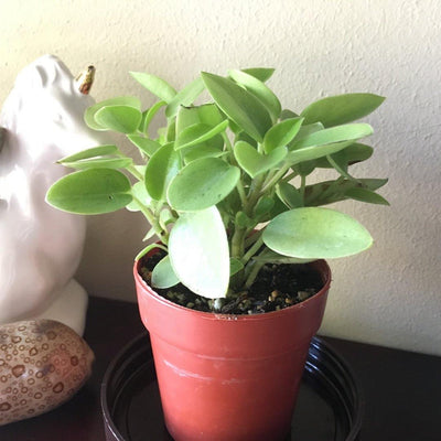 PEPEROMIA ORBA 'PIXIE LIME'