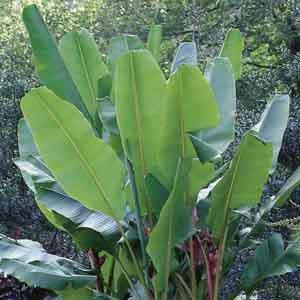 Banana Tree (Musa species)