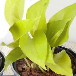 Pothos 'Neon' (Epipremnum pinnatum)