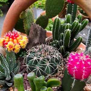 Cacti and Succulents Indoors