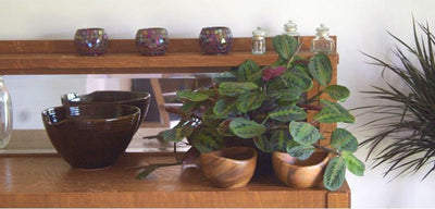 Prayer Plant (Green Leaf)