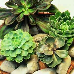 Echeveria Indoors (Echeveria) - Plant Club | Geoponics