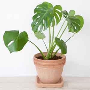 Monstera, Split Leaf Philodendron (Monstera deliciosa)