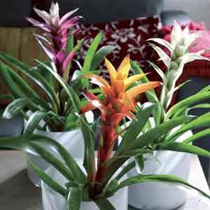 Bromeliad