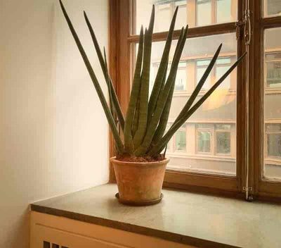 Sansevieria Cylindrica