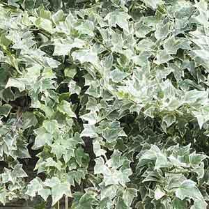 English Ivy 'Eva' (Hedera helix)