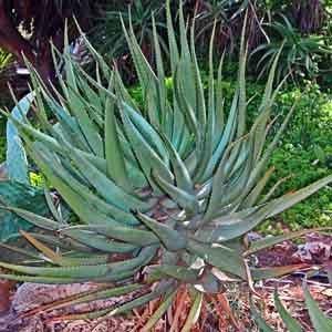 Aloe Shrub (Aloe vera)