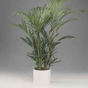 Areca Palm, Golden Feather Palm Indoors (Chrysalidocarpus lutescens)