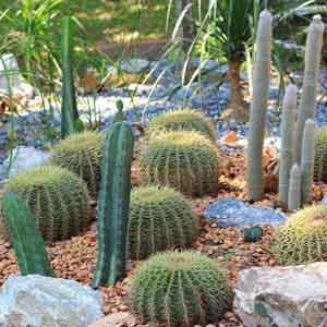 Cactus Outdoors