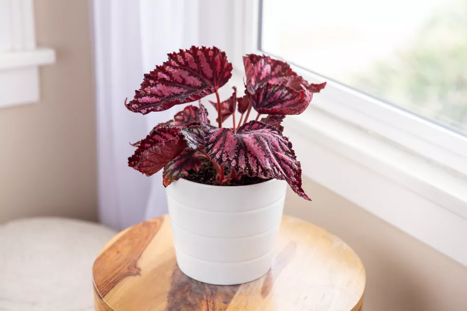 Rex Begonia - Plant Club | Geoponics