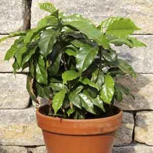 Arabian Coffee Tree Indoors (Coffea arabica)