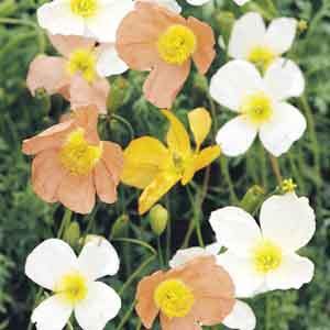 Alpine Poppy (Papaver alpinum)