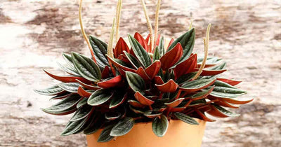 Peperomia Rosso