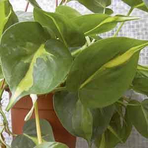 Heart-Leaf Philodendron 'Brasil' (Philodendron hederaceum)