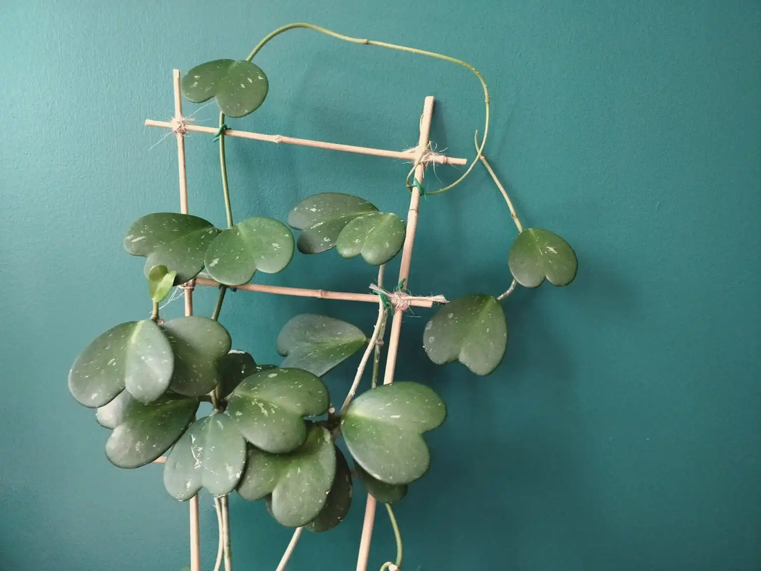 Hoya Heart - Plant Club | Geoponics