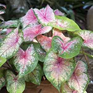 Caladium (Caladium bicolor)