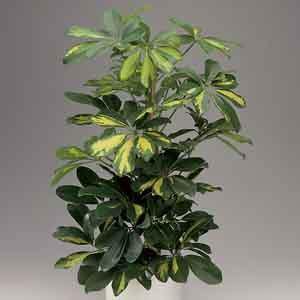 Schefflera, Arboricola, Hawaiian Umbrella Tree 'Gold Capella' (Schefflera arboricola) - Plant Club | Geoponics