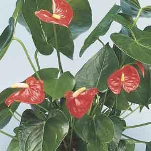 Anthurium, Flamingo Flower (Anthurium species)