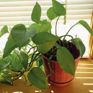 Pothos 'Jade' (Epipremnum pinnatum)