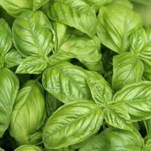 Basil 'Italian Large-Leaf' (Ocimum basilicum)