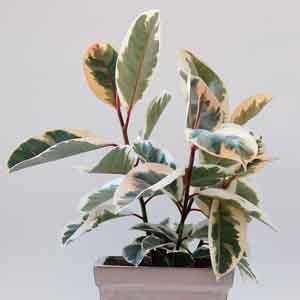 Variegated Rubber Plant 'Variegata' (Ficus elastica)