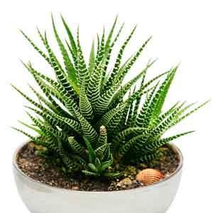 Haworthia (Haworthia species)