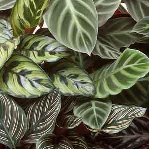 Calathea, Rattlesnake Plant, Prayer Plant, Peacock Plant (Calathea species) - Plant Club | Geoponics