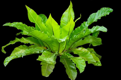 Crispy Wave Fern (Japanese Asplenium Nidus)