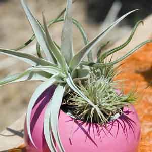 Air Plant (Tillandsia species)