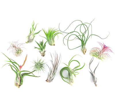 Air Plants Care Instructions