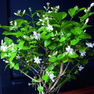 Arabian Jasmine 'Maid of Orleans' (Jasminum sambac)