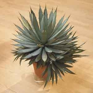 Agave Indoors (Agave species) - Plant Club | Geoponics